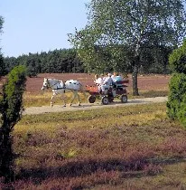 Kutschfahrt durch die Heide
