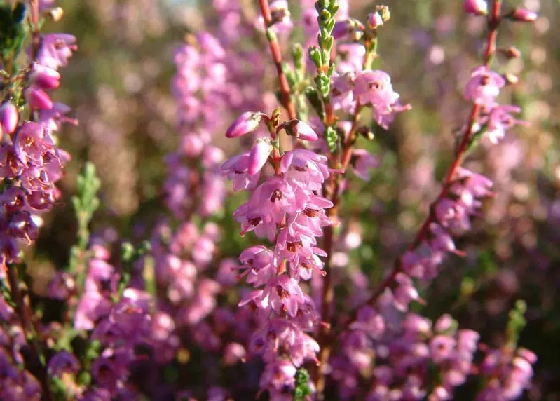 Heideblüte