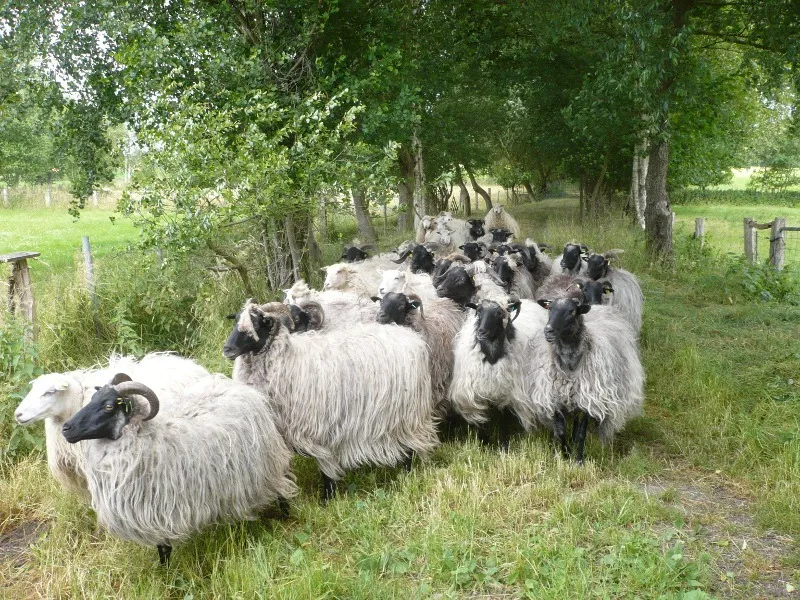 Heidschnucken